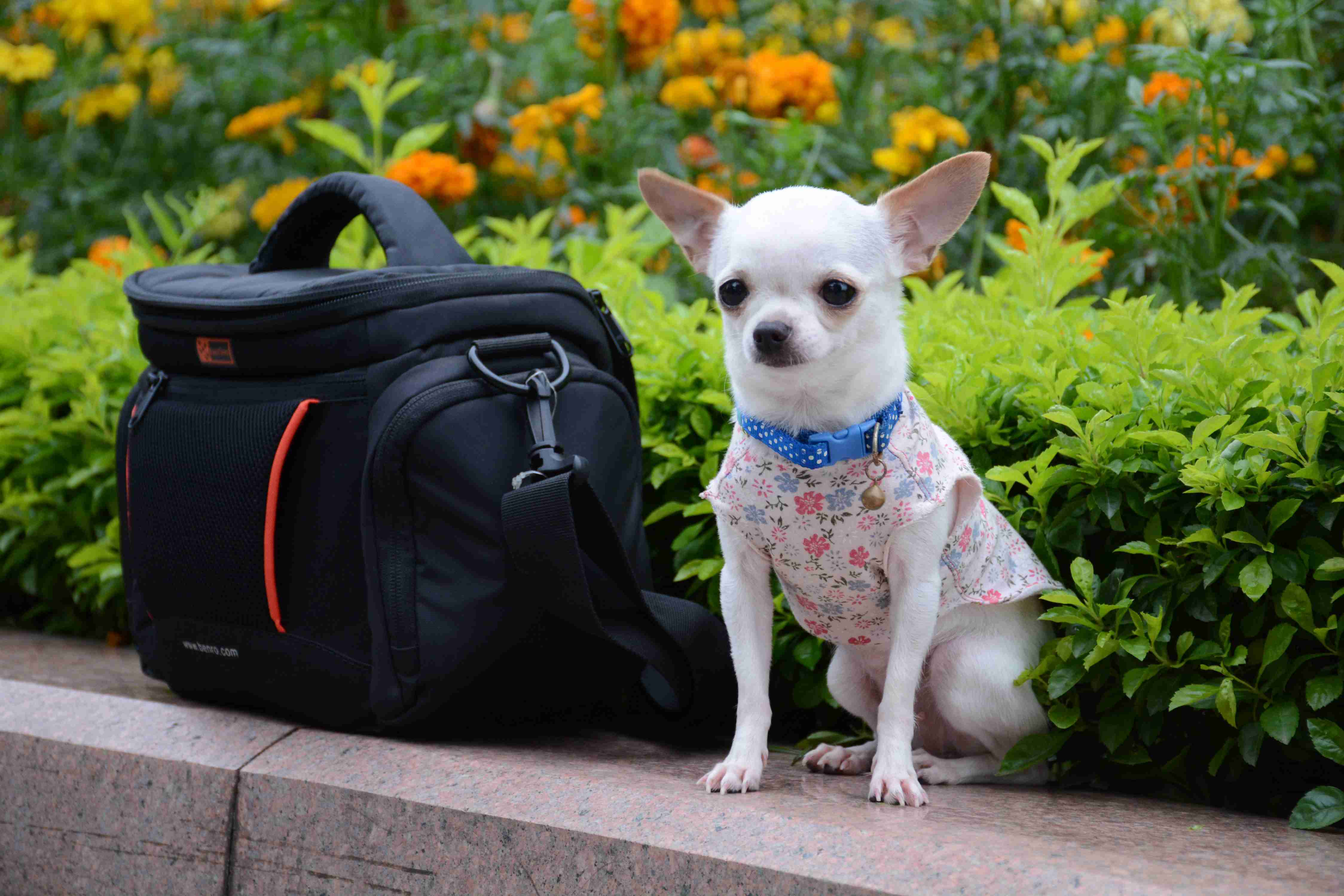 Are there any specific behavioral modifications that can be done to address a Chihuahua's anger issues?